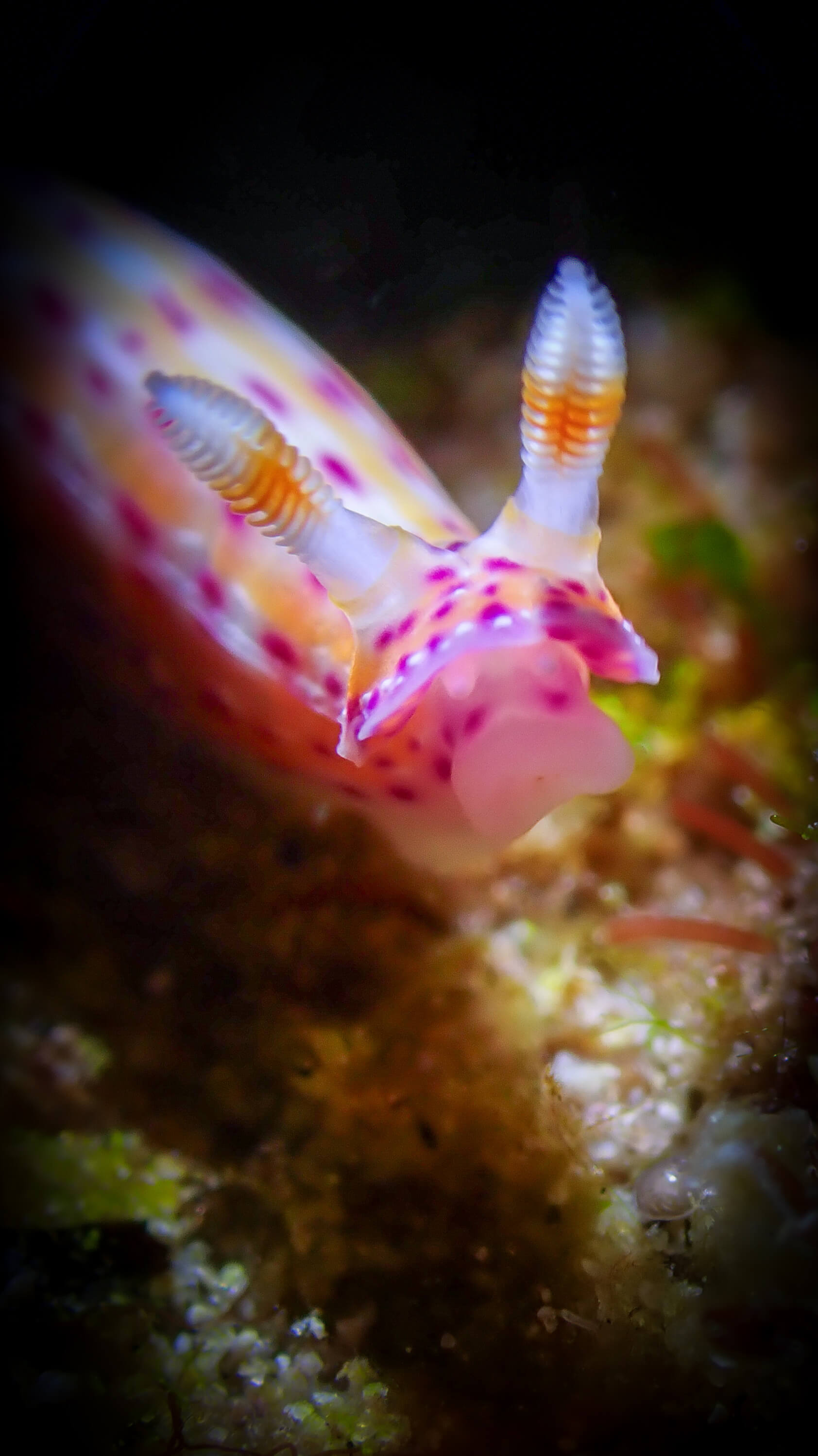 Macro Photography 2